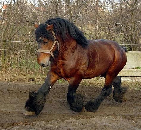 cavalo belga - cela de cavalo
